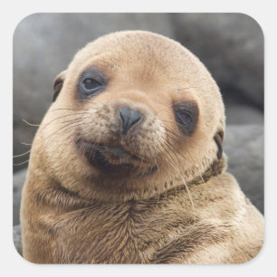 South America, Ecuador, Galapagos Islands Square Sticker