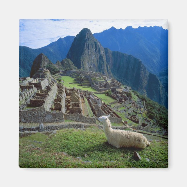 South America, Peru. A llama rests on a hill Magnet (Front)