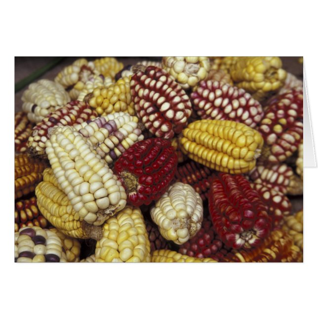 South America, Peru Corn, Maize (Front Horizontal)