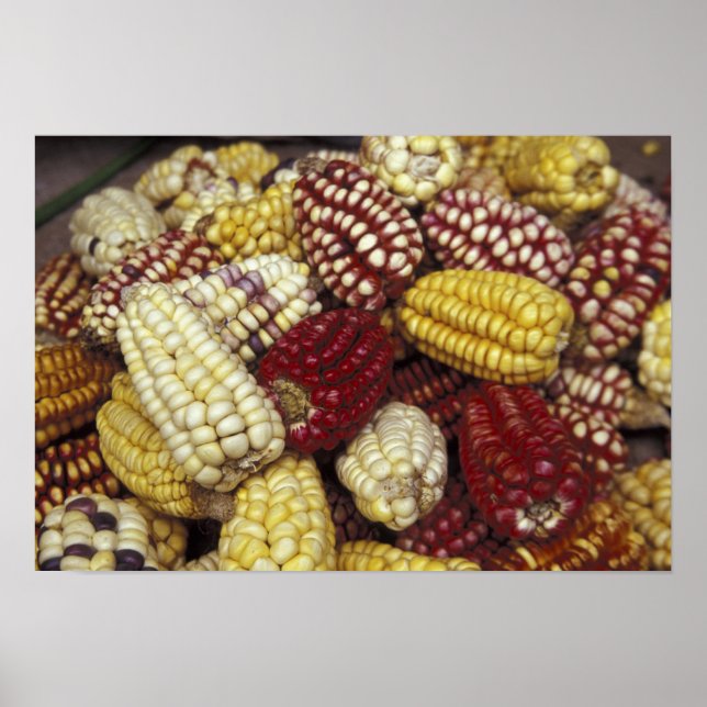 South America, Peru Corn, Maize Poster (Front)
