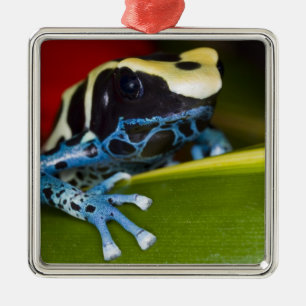 South America, Republic of Surinam. Close-up Metal Tree Decoration