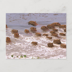 South America, Venezuela, Llano region. Postcard