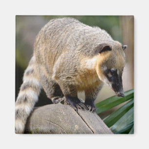South American Coati on branch Magnet
