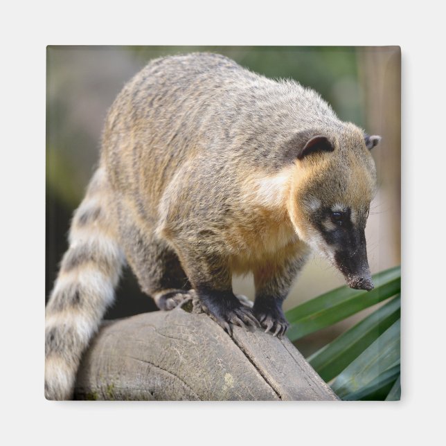 South American Coati on branch Magnet (Front)