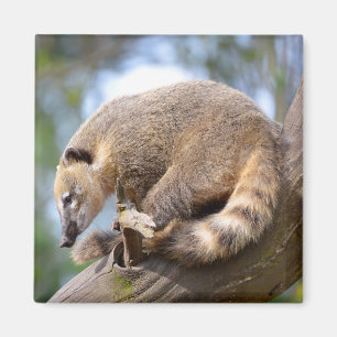South American Coati on branch Postcard Metal Orna Magnet