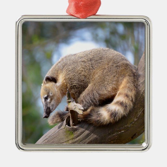 South American Coati on branch Postcard Metal Tree Decoration (Front)