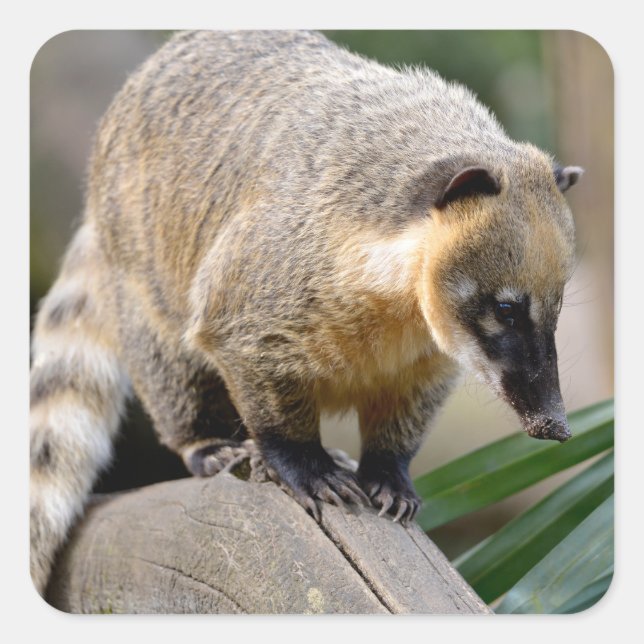 South American Coati on branch Square Sticker (Front)