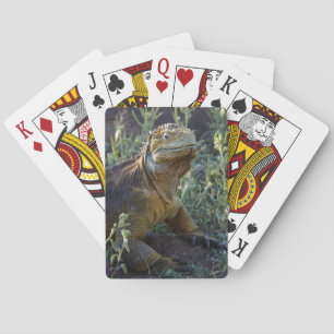 South American Green Iguana Playing Cards