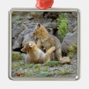 South American Grey Fox (Lycalopex griseus) pair 2 Metal Tree Decoration