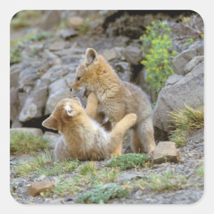 South American Grey Fox (Lycalopex griseus) pair 2 Square Sticker