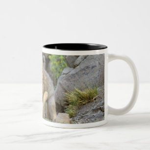 South American Grey Fox (Lycalopex griseus) pair 2 Two-Tone Coffee Mug