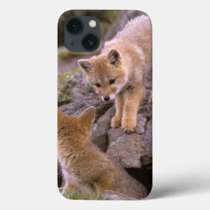 South American Grey Fox (Lycalopex griseus) pair iPhone 13 Case