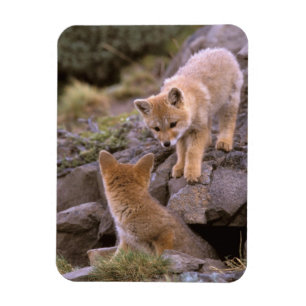 South American Grey Fox (Lycalopex griseus) pair Magnet