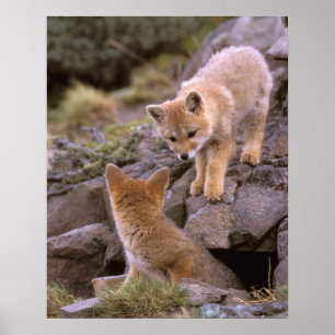 South American Grey Fox (Lycalopex griseus) pair Poster