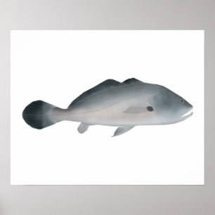 South American Silver Croaker Poster