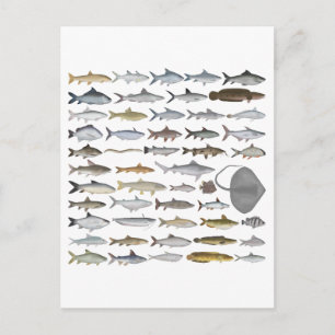 South Asia Freshwater Fish Group Postcard
