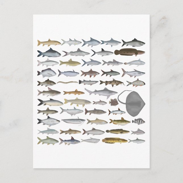 South Asia Freshwater Fish Group Postcard (Front)
