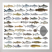 South Asia Freshwater Fish Group