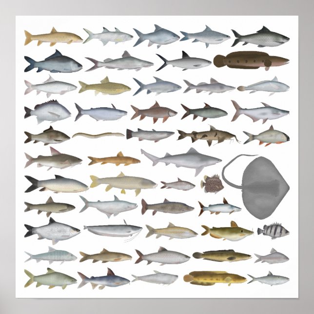 South Asia Freshwater Fish Group Poster (Front)