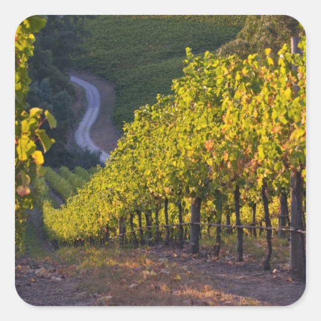 South Australia, Adelaide Hills, Summertown. 2 Square Sticker (Front)