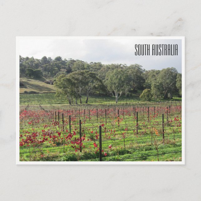 south australia winery postcard (Front)