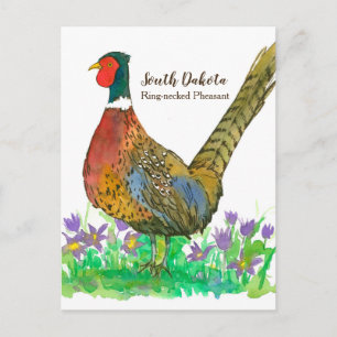 South Dakota Game Bird Pheasant Pasque Flower Postcard