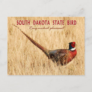 South Dakota State Bird: Ring-necked Pheasant Postcard