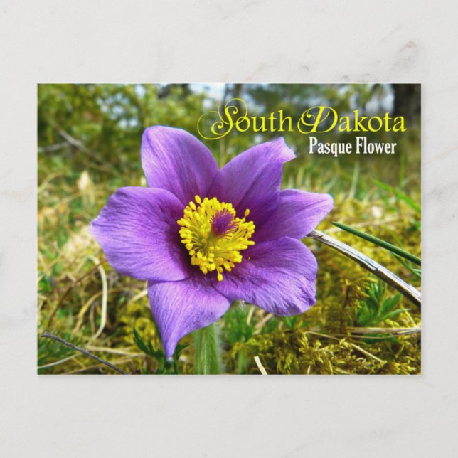 South Dakota State Flower: Pasque Flower Postcard (Front)