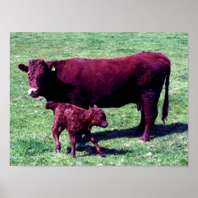 South Devon Ruby Red Cow And Young Calf Poster (Front)