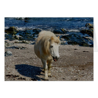 South Devon Shetland Pony Walking On Remote Beach