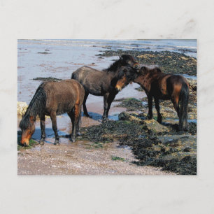 South Devon Three Dartmoor Ponies Playing On Beach Postcard
