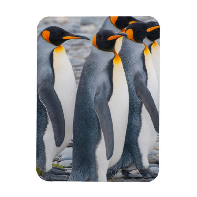 South Georgia. King penguins Magnet (Vertical)