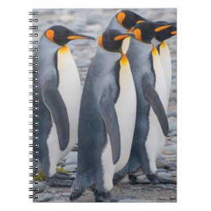 South Georgia. King penguins Spiral Notebook