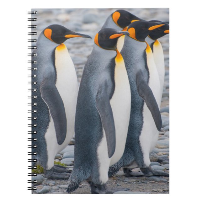 South Georgia. King penguins Spiral Notebook (Front)