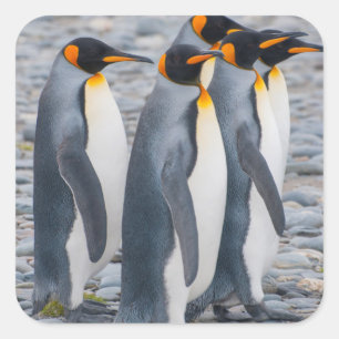 South Georgia. King penguins Square Sticker