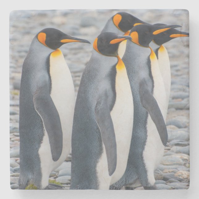 South Georgia. King penguins Stone Coaster (Front)
