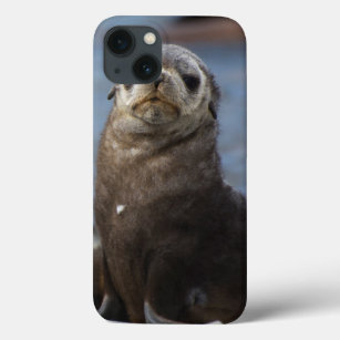 South Georgia. Stromness. Antarctic fur seal 2 iPhone 13 Case