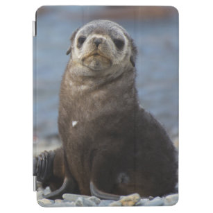 South Georgia. Stromness. Antarctic fur seal 2 iPad Air Cover