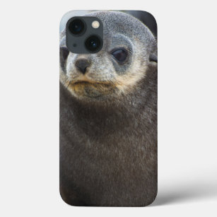 South Georgia. Stromness. Antarctic fur seal 3 iPhone 13 Case