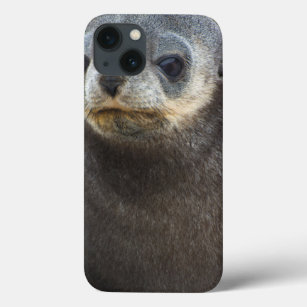 South Georgia. Stromness. Antarctic fur seal 3 iPhone 13 Case