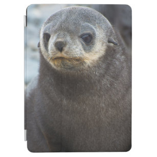 South Georgia. Stromness. Antarctic fur seal 3 iPad Air Cover