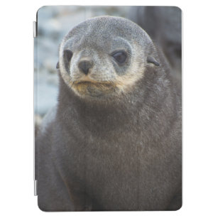 South Georgia. Stromness. Antarctic fur seal 3 iPad Air Cover