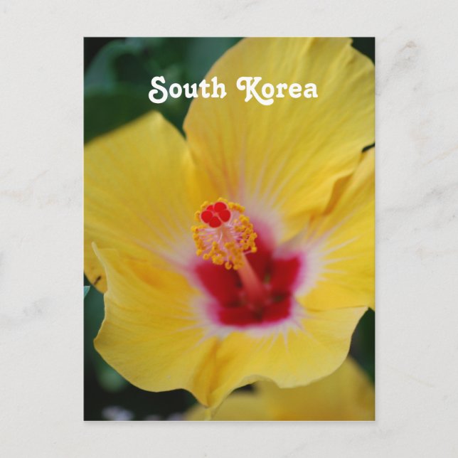South Korean Hibiscus Postcard (Front)