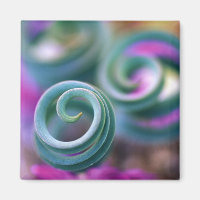 South Namaqualand, Curled lily leaves. Credit