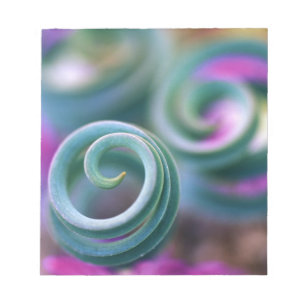 South Namaqualand, Curled lily leaves. Credit Notepad