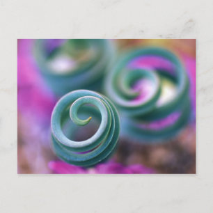 South Namaqualand, Curled lily leaves. Credit Postcard