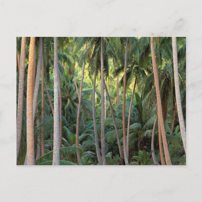 South Pacific, French Polynesia, Bora Bora. Postcard (Front)