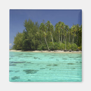 South Pacific, French Polynesia, Moorea 2 Magnet