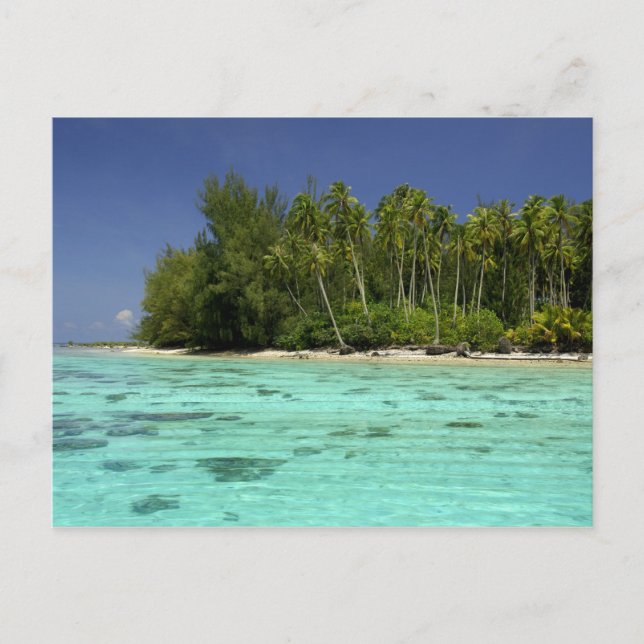 South Pacific, French Polynesia, Moorea 2 Postcard (Front)