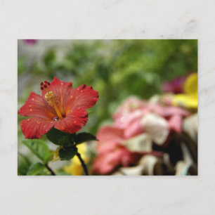 South Pacific, French Polynesia, Society 2 Postcard